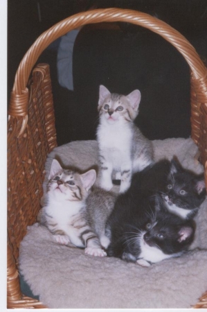 Quatre  mignons chatons