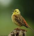 Et toujours du bruant jaune