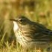 Le pipit farlouse