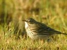 Le pipit farlouse