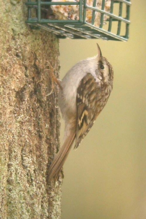 Le grimpereau des bois