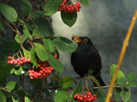 Le merle noir