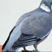 Le pigeon ramier