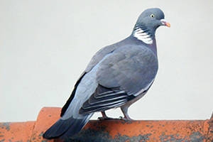 Le pigeon ramier