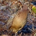 La poule faisane