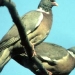 Le pigeon ramier ou palombe