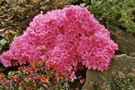 Azalée japonica rose