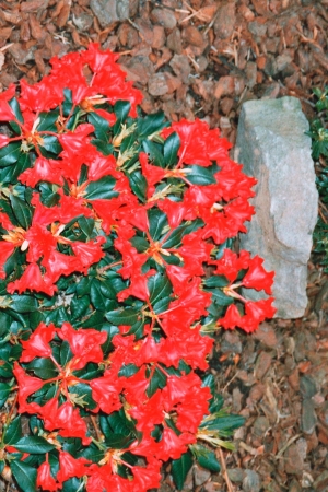 Rhododendron nain rouge