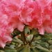 Rhododendron nain en gros plan